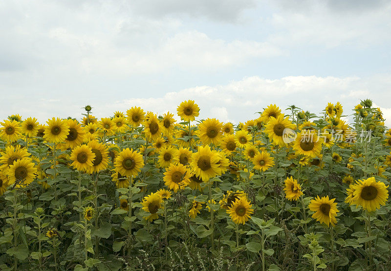 向日葵田(Helianthus annuus)